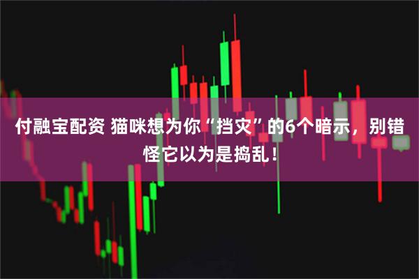 付融宝配资 猫咪想为你“挡灾”的6个暗示，别错怪它以为是捣乱！